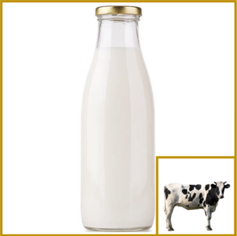 MELK - KOE - GEPASTEURISEERD