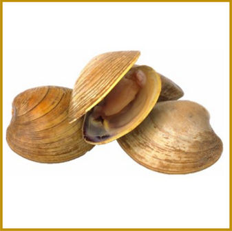 CLAM 