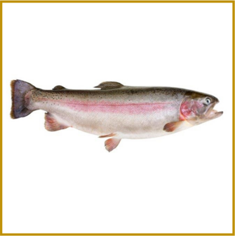 FOREL (REGENBOOG / ZALM) 