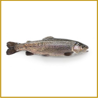 FOREL (REGENBOOG) 