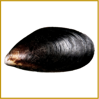 ZEEUWSE MOSSEL 