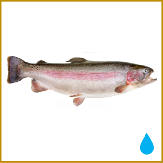 FOREL (REGENBOOG / ZALM) - LEVEND