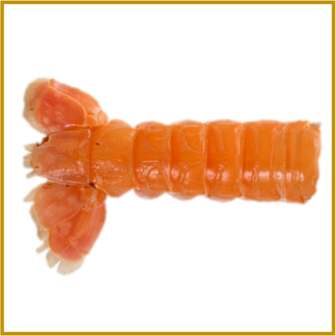 LANGOUSTINE - STAARTJES - GEKOOKT