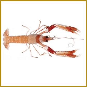 LANGOUSTINE - STAARTJES - GEKOOKT