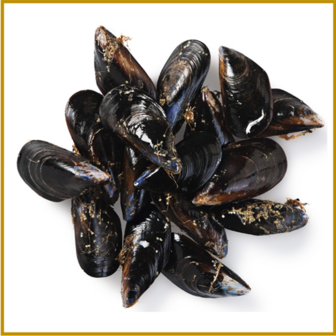 ZEEUWSE MOSSEL - LEVEND