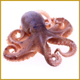 OCTOPUS - GEHEEL - RAUW