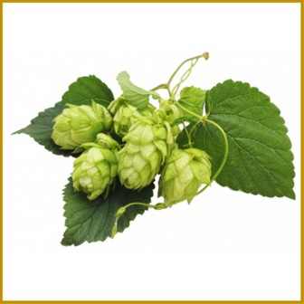 HOP - PLANT