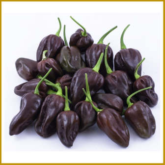 CHILIPEPER - HABANERO CHOCOLATE - VRUCHT