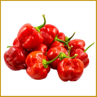 CHILIPEPER - HABANERO RED - VRUCHT