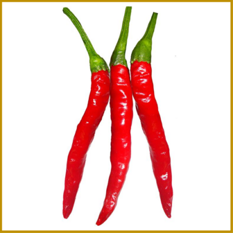 CHILIPEPER - THAI HOT RED  - VRUCHT