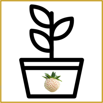 AARDBEI (ANANAS) - SNOW WHITE - PLANT 