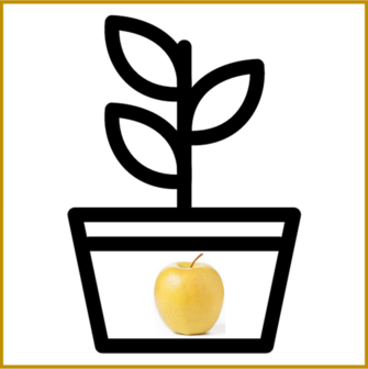 APPEL - GOLDEN DELICIOUS - PLANT