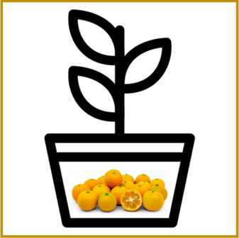 CALAMONDIN - PLANT