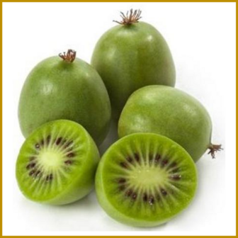 KIWI (MINI) - ISSAI - PLANT - ZELFBESTUIVEND