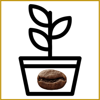 KOFFIE - ARABICA - NANA - PLANT