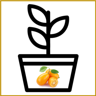 KUMQUAT - PLANT