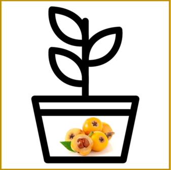 LOQUAT - PLANT