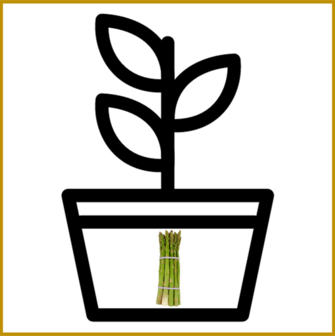 ASPERGE - GIJNLIM - PLANT