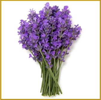 LAVENDEL - BLOEM - VERS