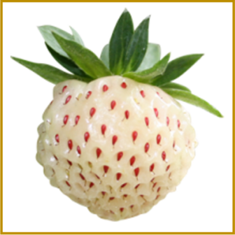 AARDBEI (ANANAS) - SNOW WHITE - VRUCHT 