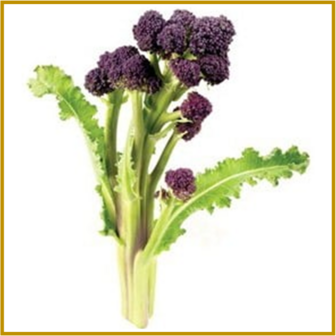 ASPERGEBROCCOLI - EARLY PURPLE SPROUTING - RAUW