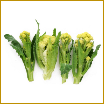 ASPERGEBROCCOLI - NINE STAR PERENNIAL - RAUW