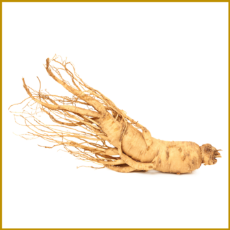 GINSENG - WORTEL - RAUW