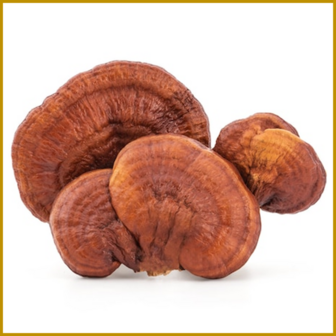 GESTEELDE LAKZWAM (REISHI) - SCHIMMEL