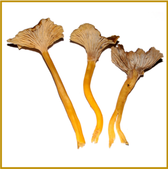 HANENKAM (CHANTERELLE) - SCHIMMEL