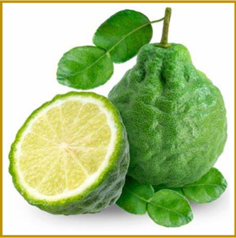 BERGAMOT - PLANT