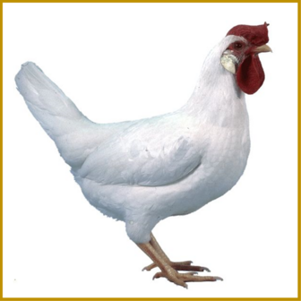 KIP - EI - WITTE LEGHORN