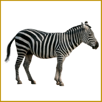 ZEBRA - ENTRECOTE