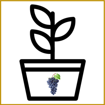 DRUIF (BLAUWE) - PINOT NOIR  - PLANT