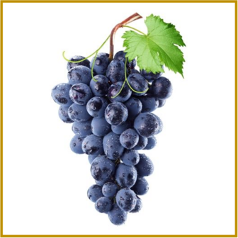 DRUIF (BLAUWE) - PINOT NOIR  - PLANT