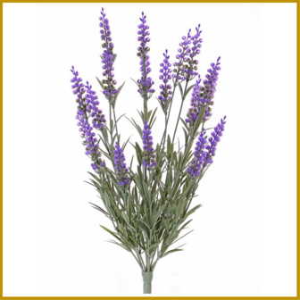 LAVENDEL - BLOEM - GEDROOGD