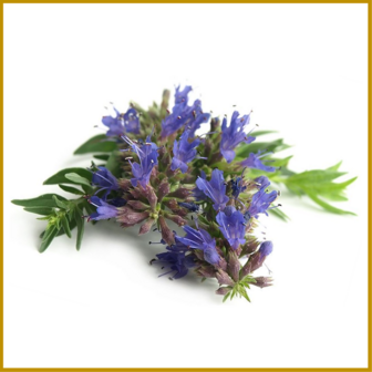 HYSSOP - GEDROOGD