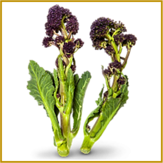 ASPERGEBROCCOLI - EARLY PURPLE SPROUTING - ZADEN