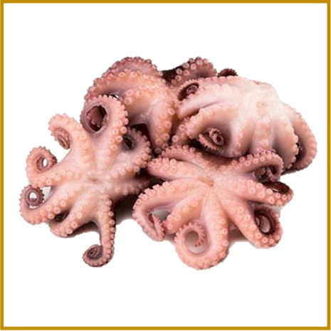 OCTOPUS 