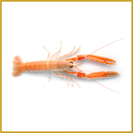 LANGOUSTINE - LEVEND