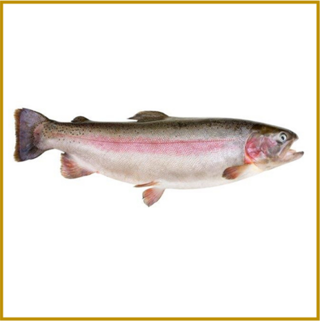 FOREL (REGENBOOG / ZALM) - FILET ZONDER VEL