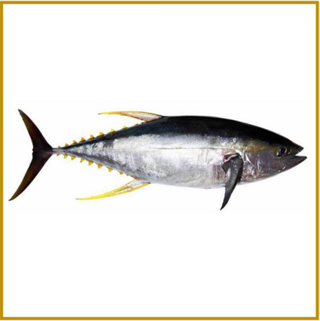 TONIJN - NIGIRI