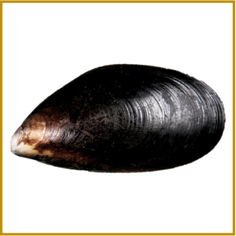 ZEEUWSE MOSSEL - LEVEND