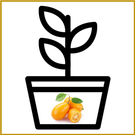 KUMQUAT - PLANT