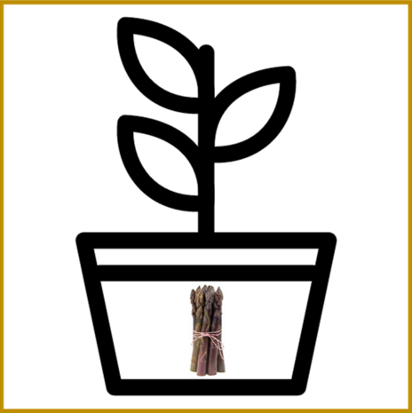 ASPERGE - ERASMUS F1 - PLANT