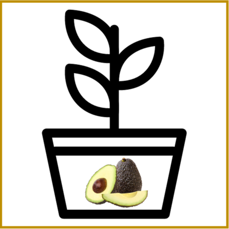 AVOCADO - PLANT