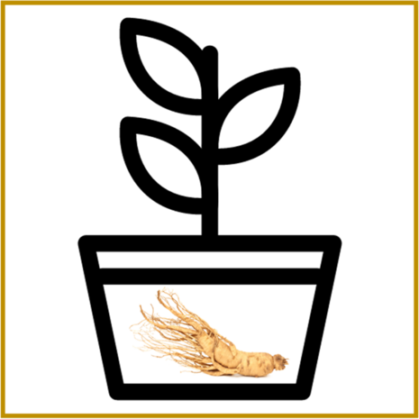 GINSENG - PLANT