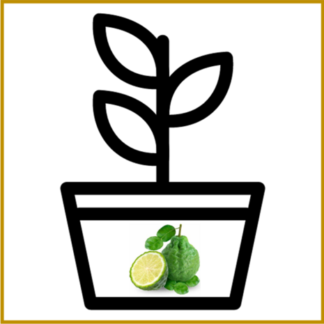 BERGAMOT - PLANT