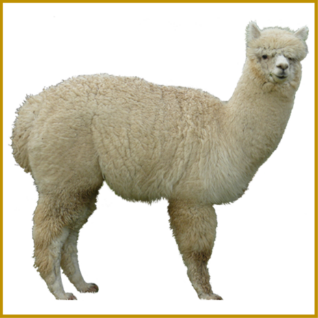 ALPACA - BIEFSTUK