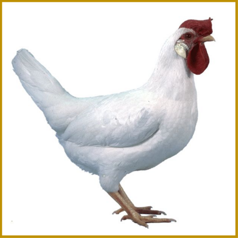 KIP - EI - WITTE LEGHORN