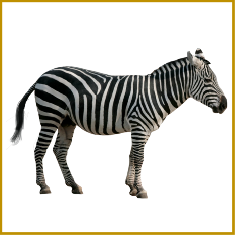 ZEBRA - ENTRECOTE